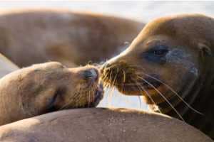 see sea lions on a galapagos trip